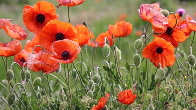 Check Out the Lady Bird Johnson Wildflower Center